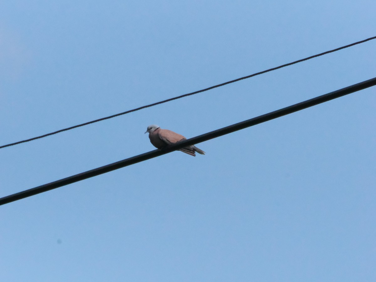 Halsringtaube - ML645424278