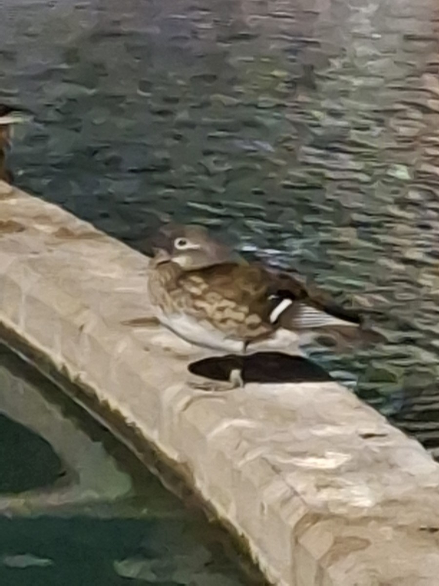 Mandarin Duck - ML645424309