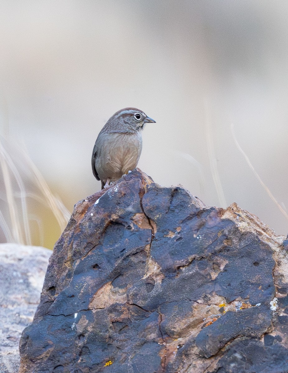 rustkronespurv - ML645424310