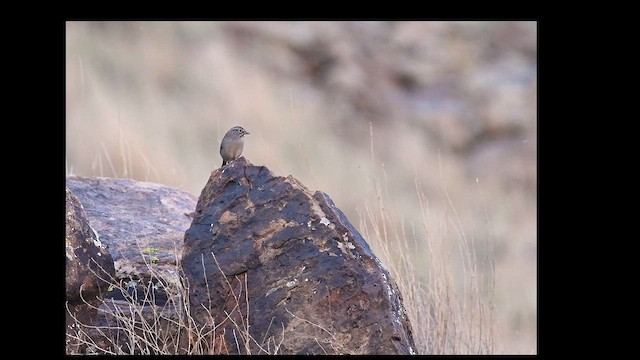 rustkronespurv - ML645424311