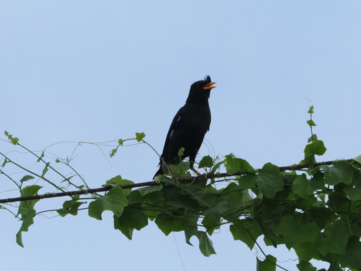 Riesenmaina - ML645424313