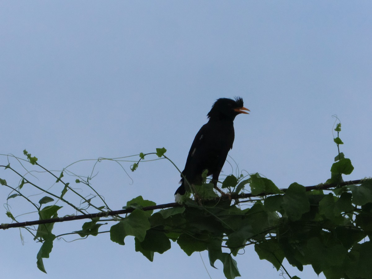 Riesenmaina - ML645424314