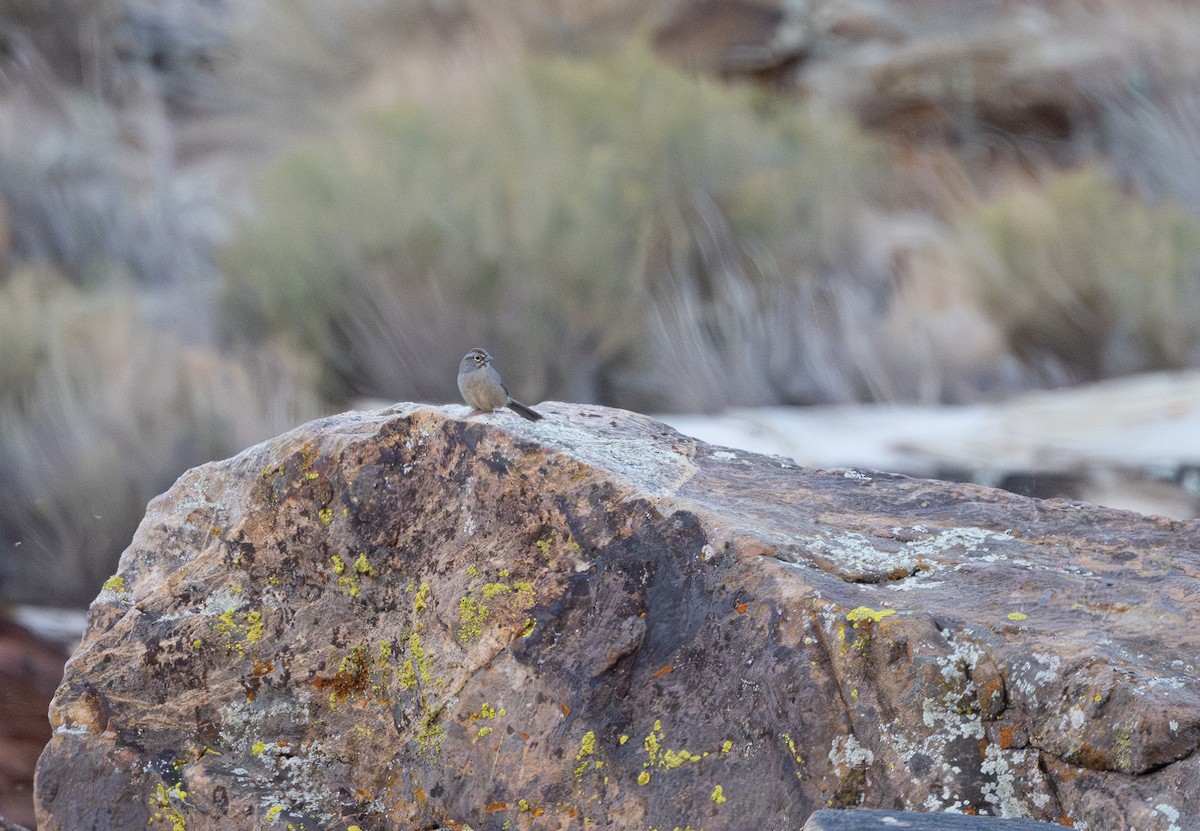 rustkronespurv - ML645424321