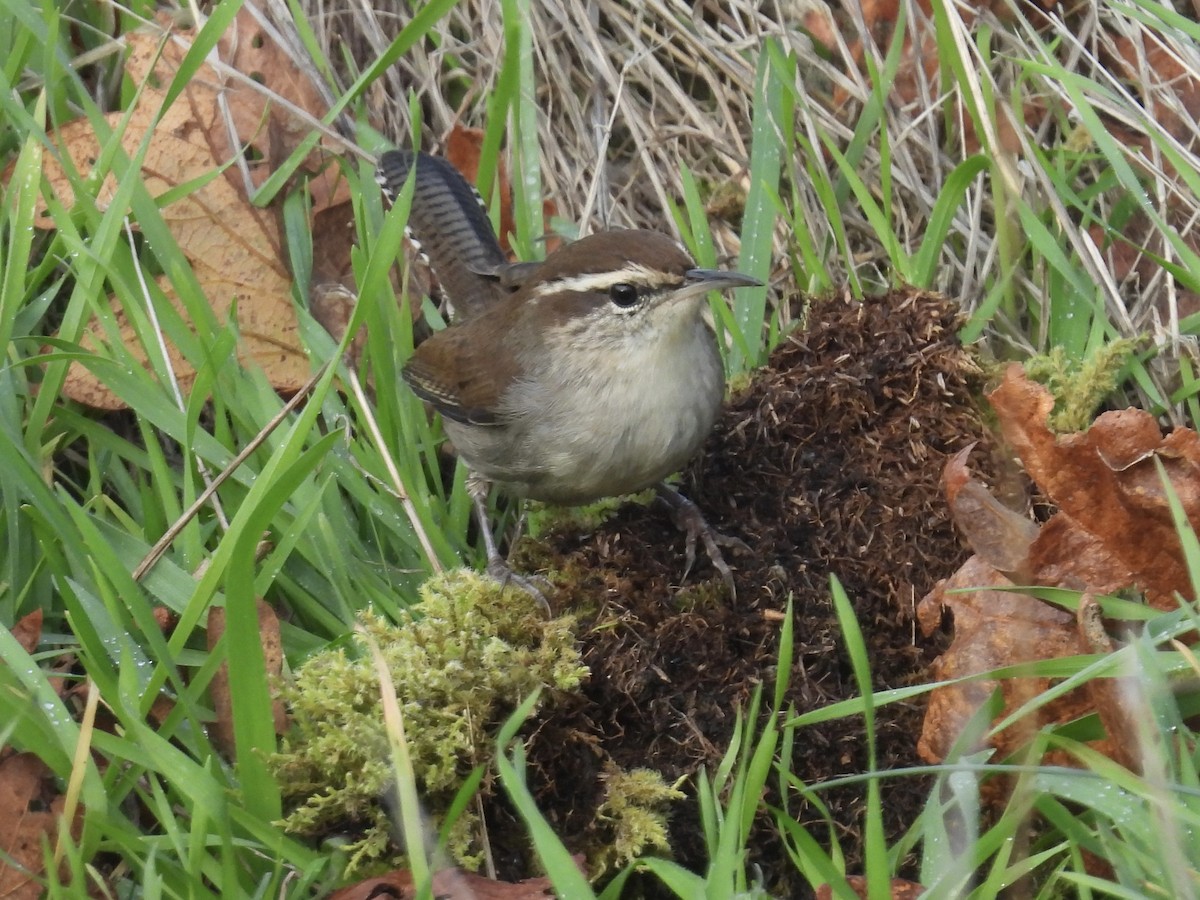Підбуреник - ML645424323