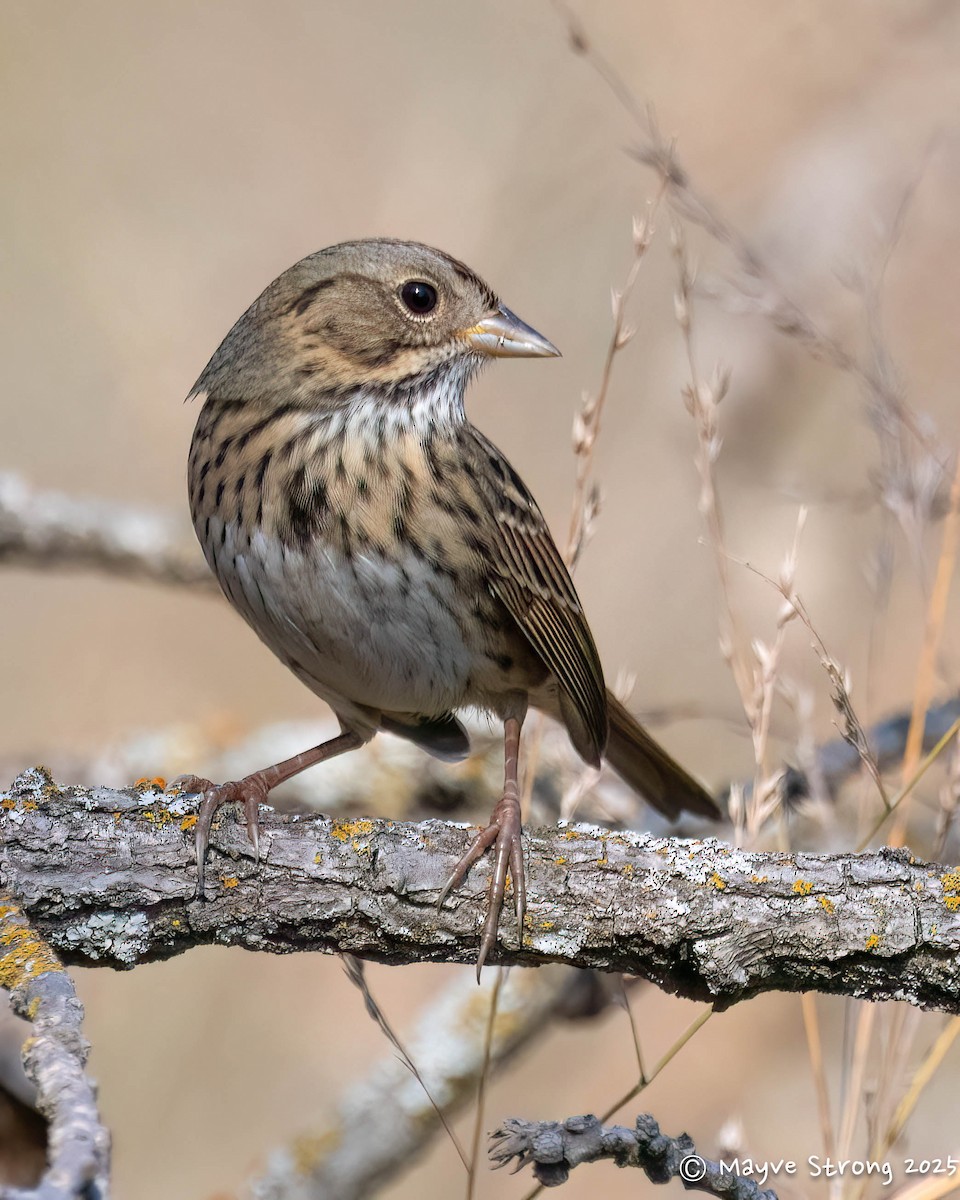 strnadec pruhohlavý - ML645424325