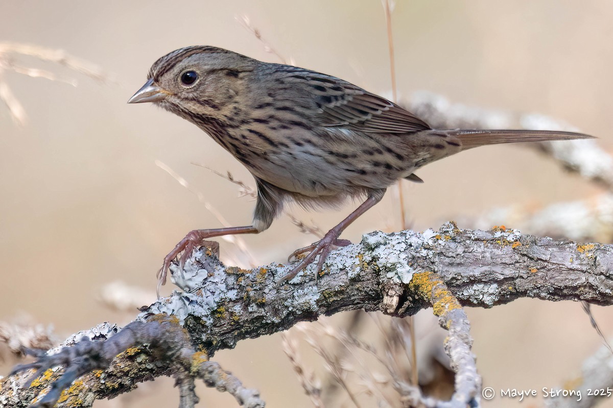 strnadec pruhohlavý - ML645424326