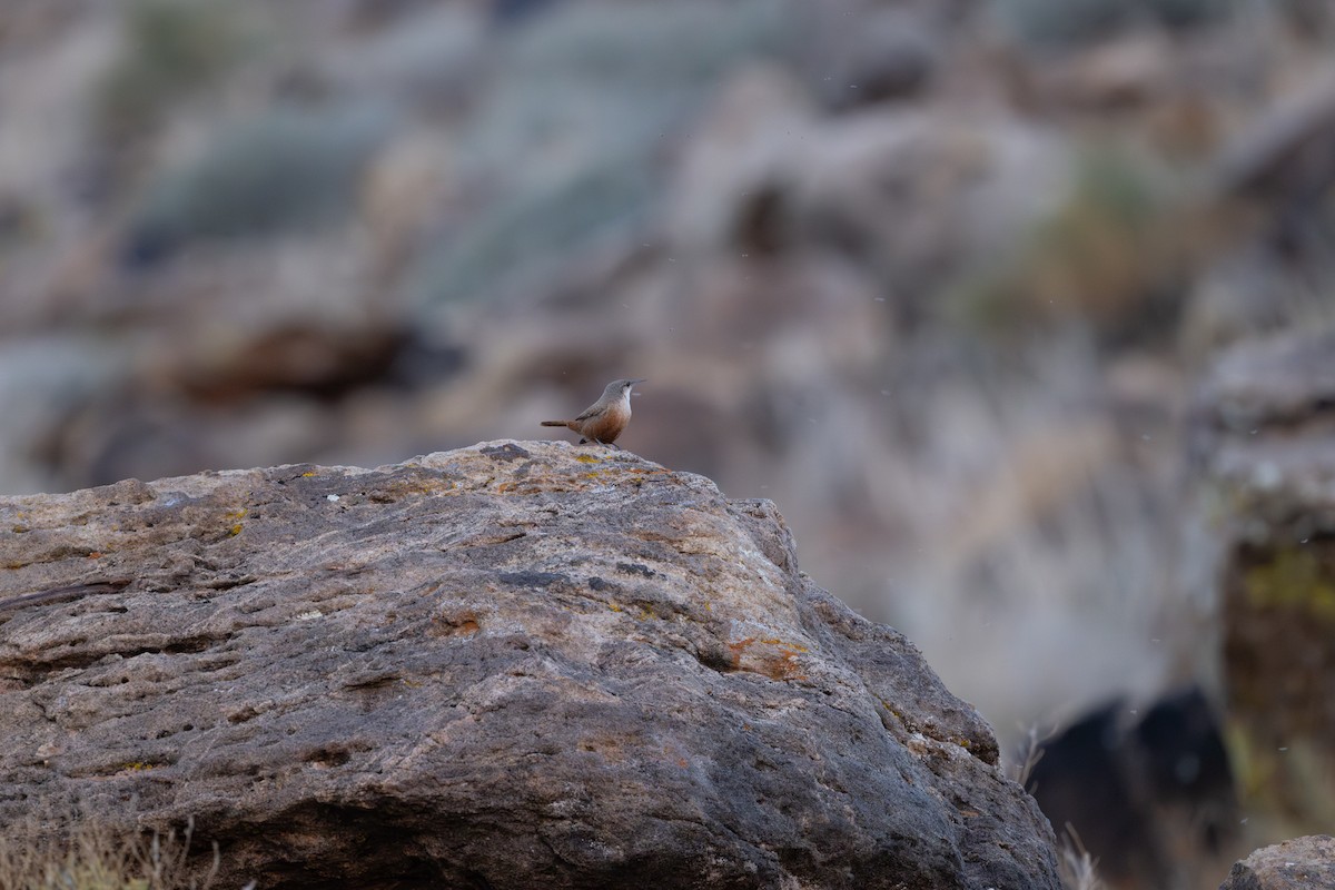 ravinesmett - ML645424339