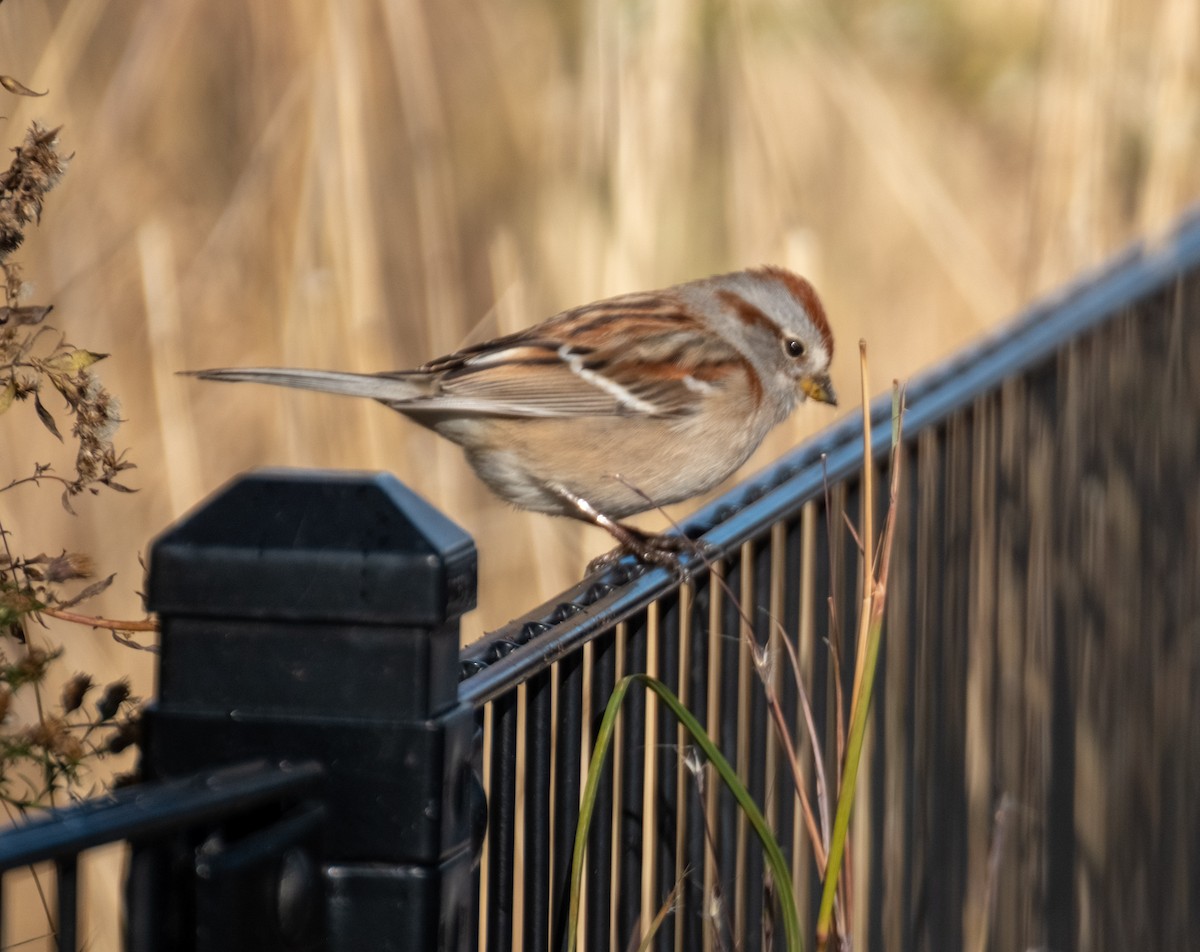 ムナフヒメドリ - ML645424341