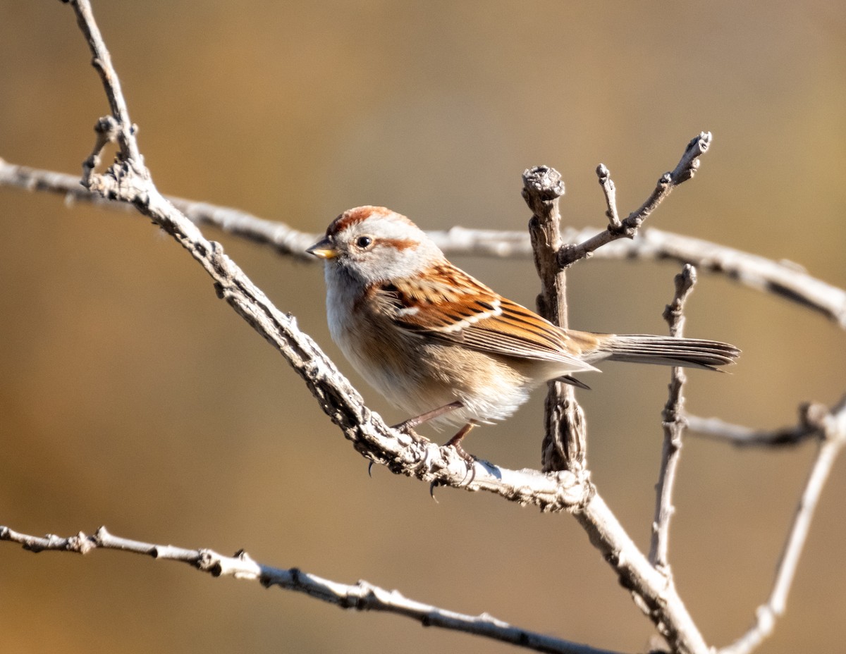 ムナフヒメドリ - ML645424342