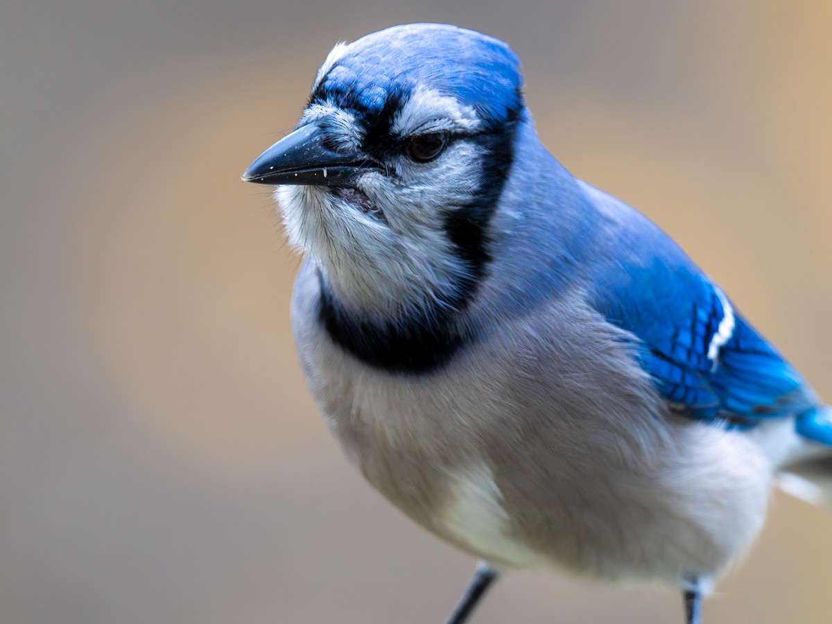 Blue Jay - ML645424345