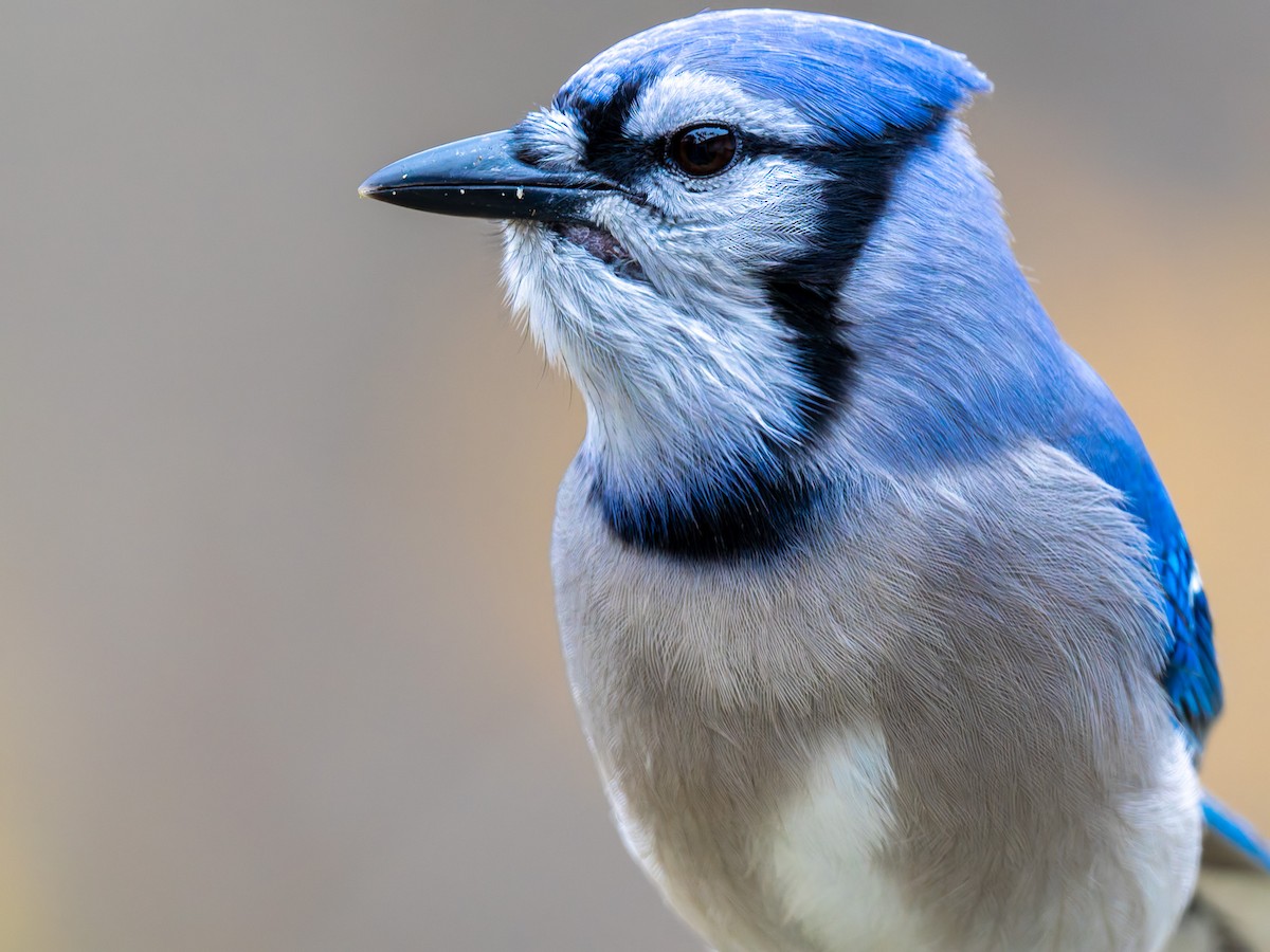 Blue Jay - ML645424346