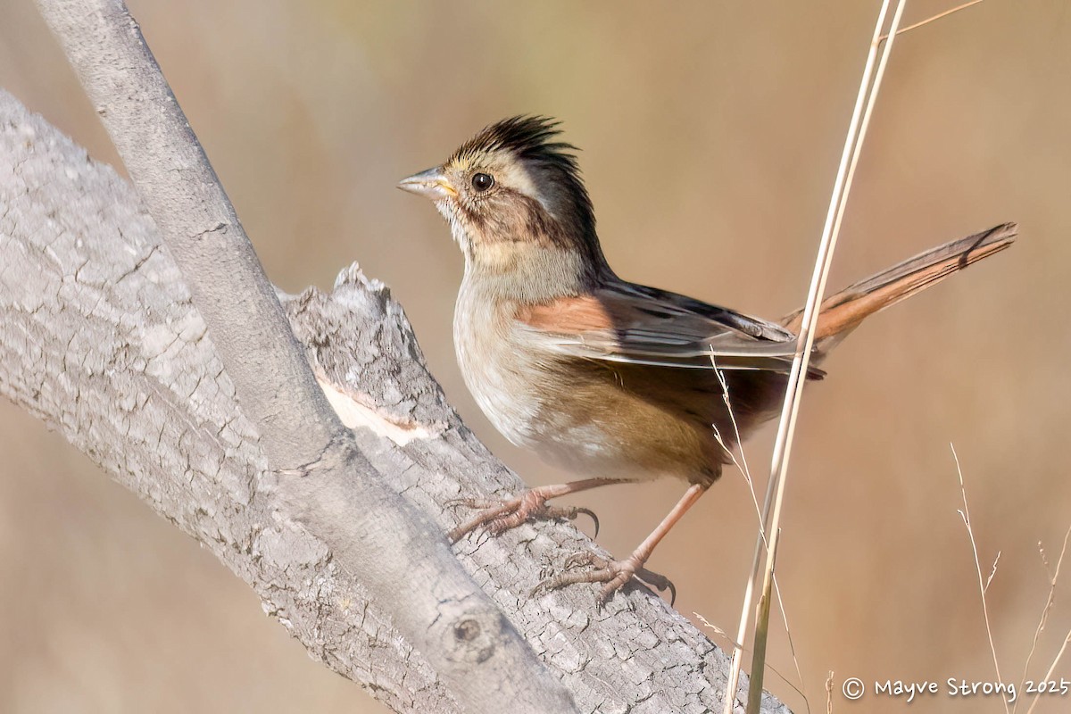 Bruant des marais - ML645424347
