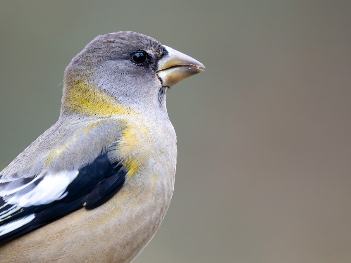 Evening Grosbeak - ML645424353