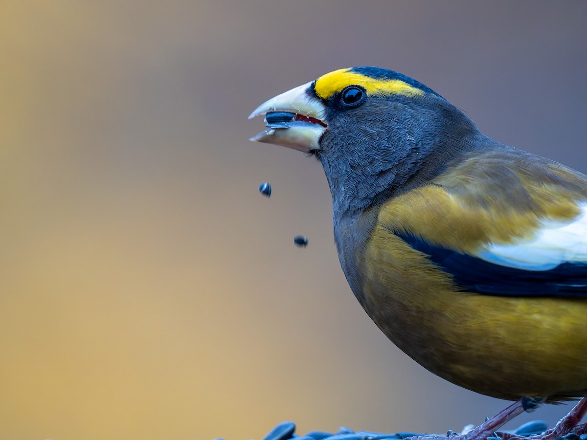 Evening Grosbeak - ML645424354