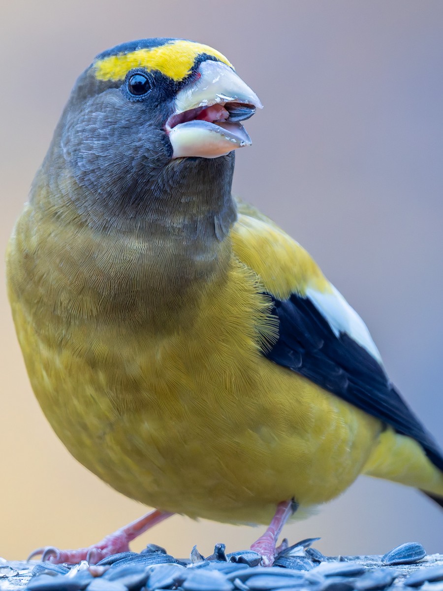 Evening Grosbeak - ML645424355