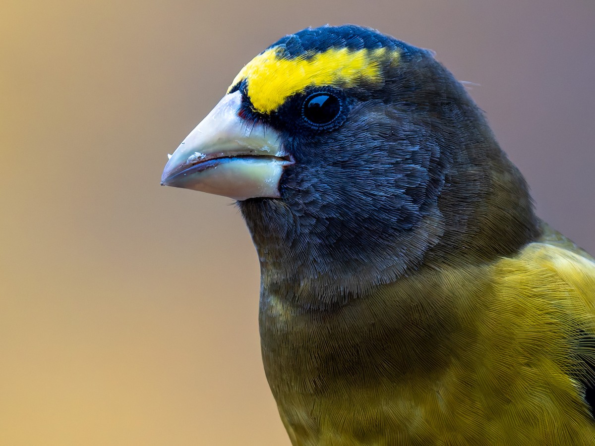 Evening Grosbeak - ML645424356