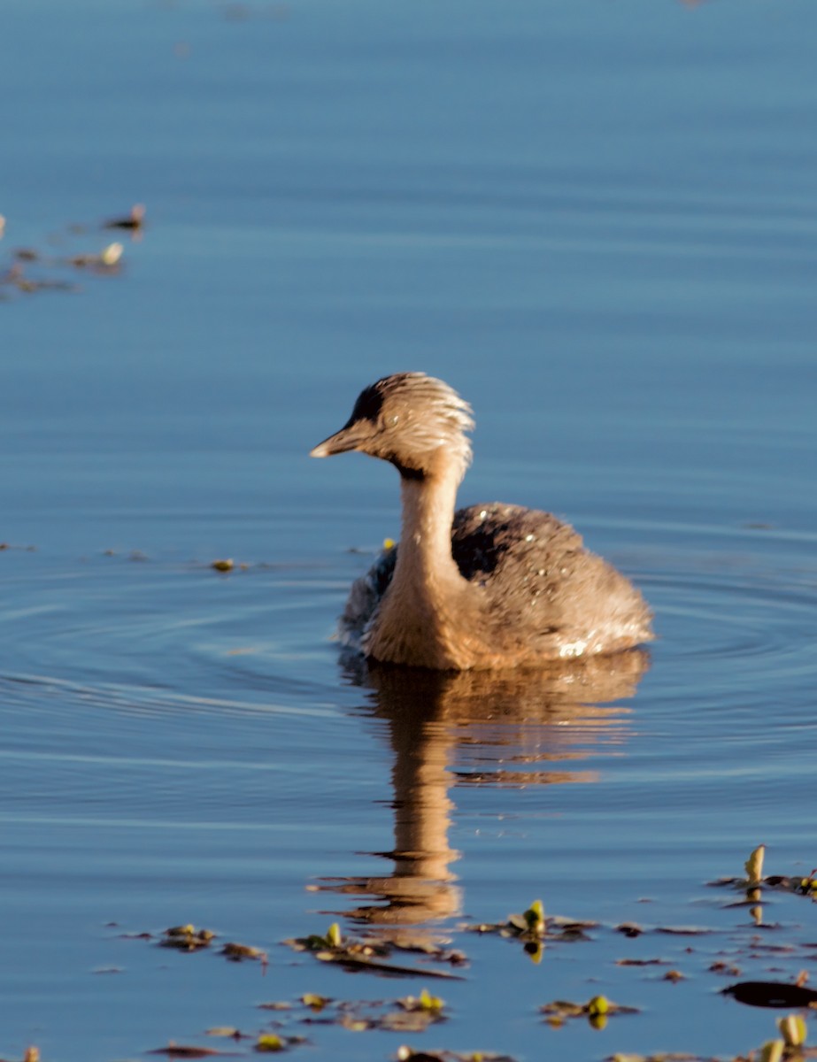 Hoary-headed Grebe - ML645424358
