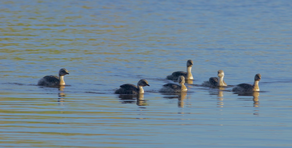Hoary-headed Grebe - ML645424359
