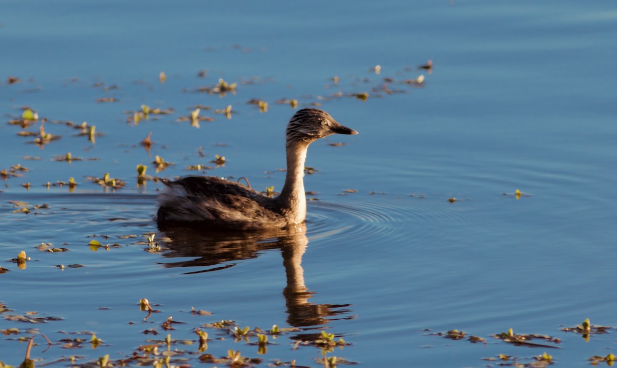Hoary-headed Grebe - ML645424360