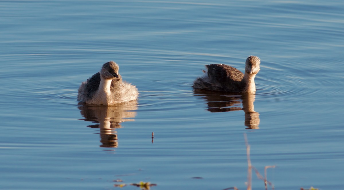 Hoary-headed Grebe - ML645424361