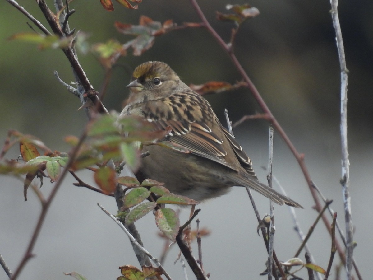 Чернобровая овсянка - ML645424368