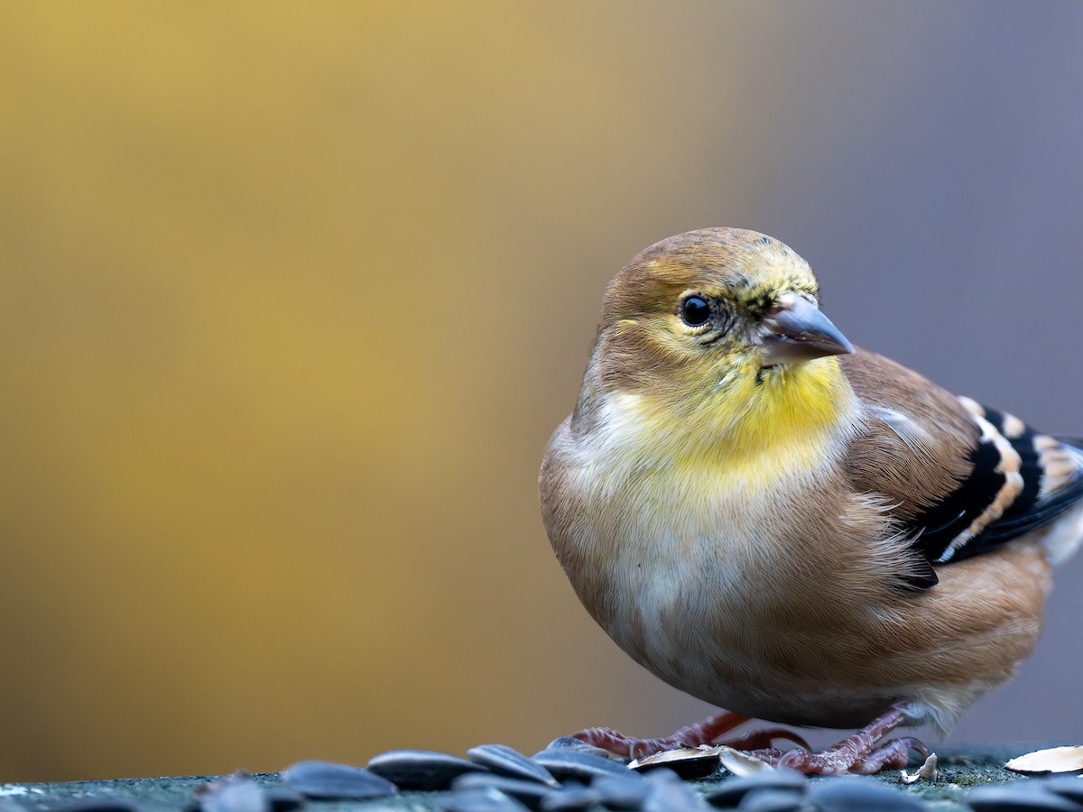 čížek žlutý - ML645424369