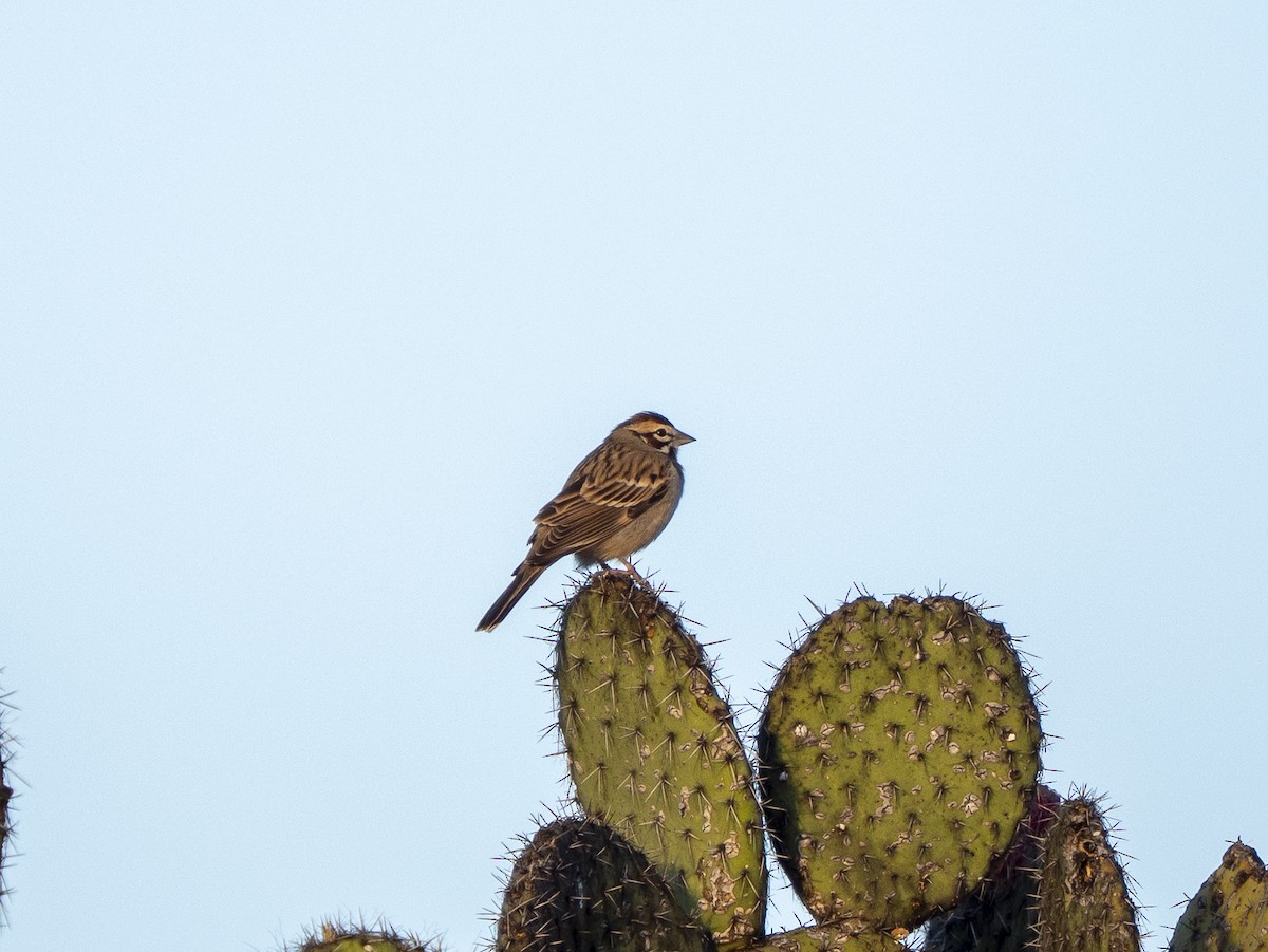 Lark Sparrow - ML645424386