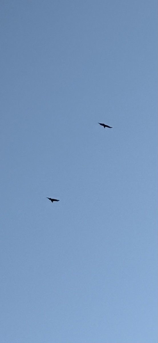 Black Vulture - ML645424389