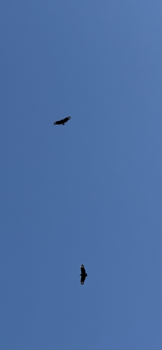 Black Vulture - ML645424390