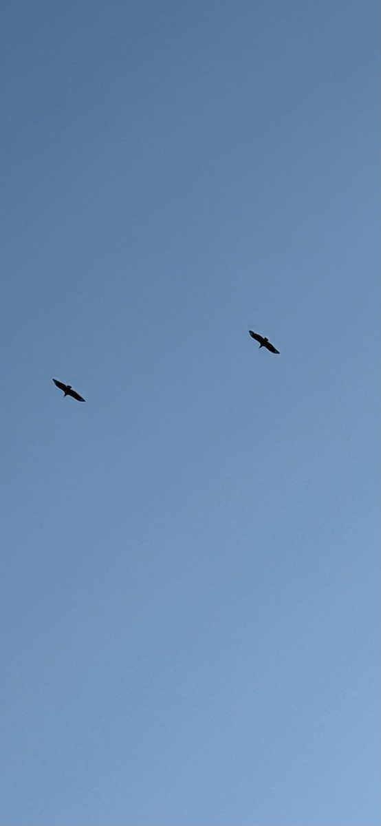 Black Vulture - ML645424391