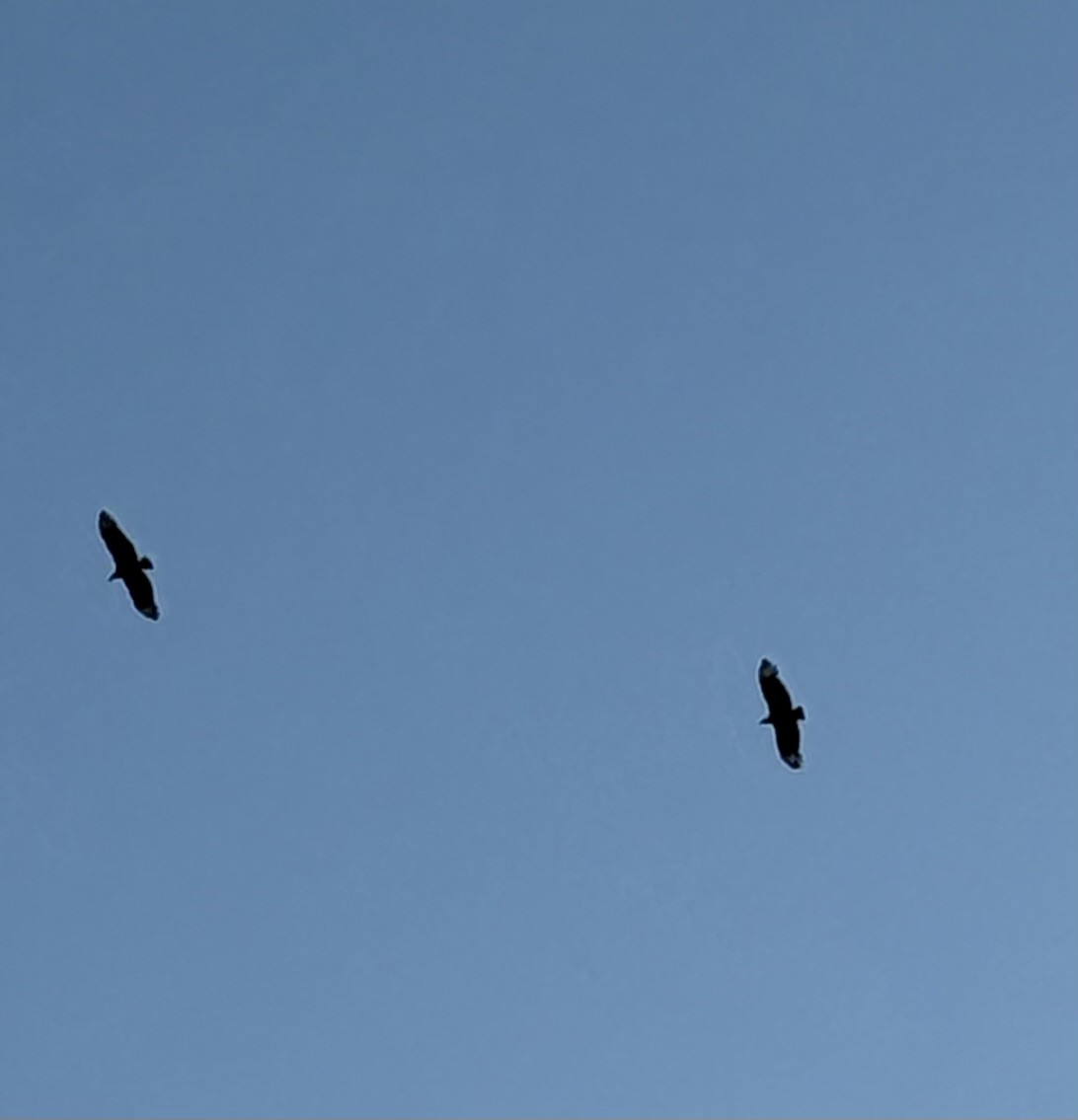 Black Vulture - ML645424392