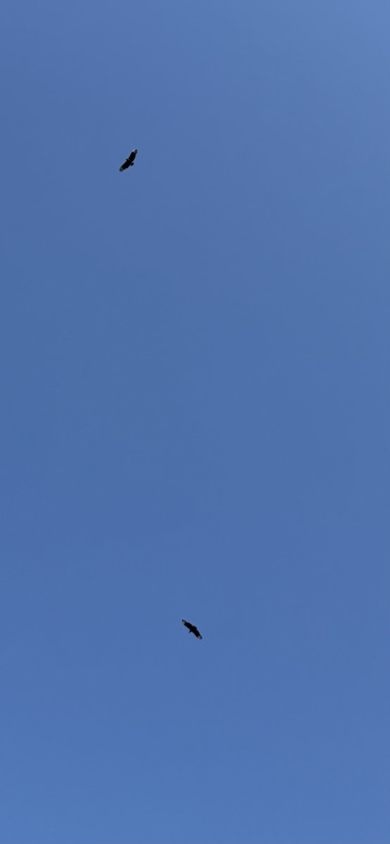 Black Vulture - ML645424393