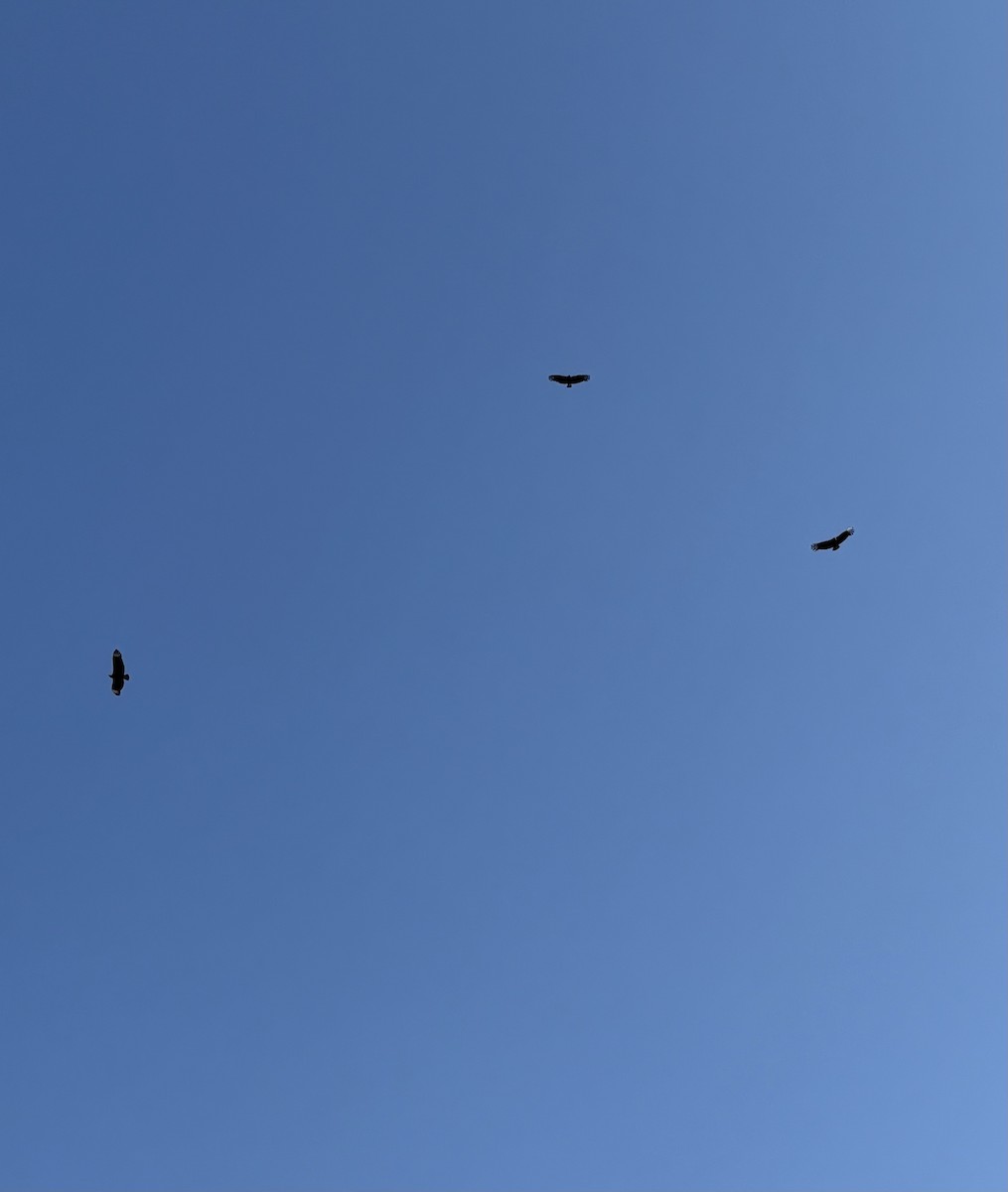 Black Vulture - ML645424394