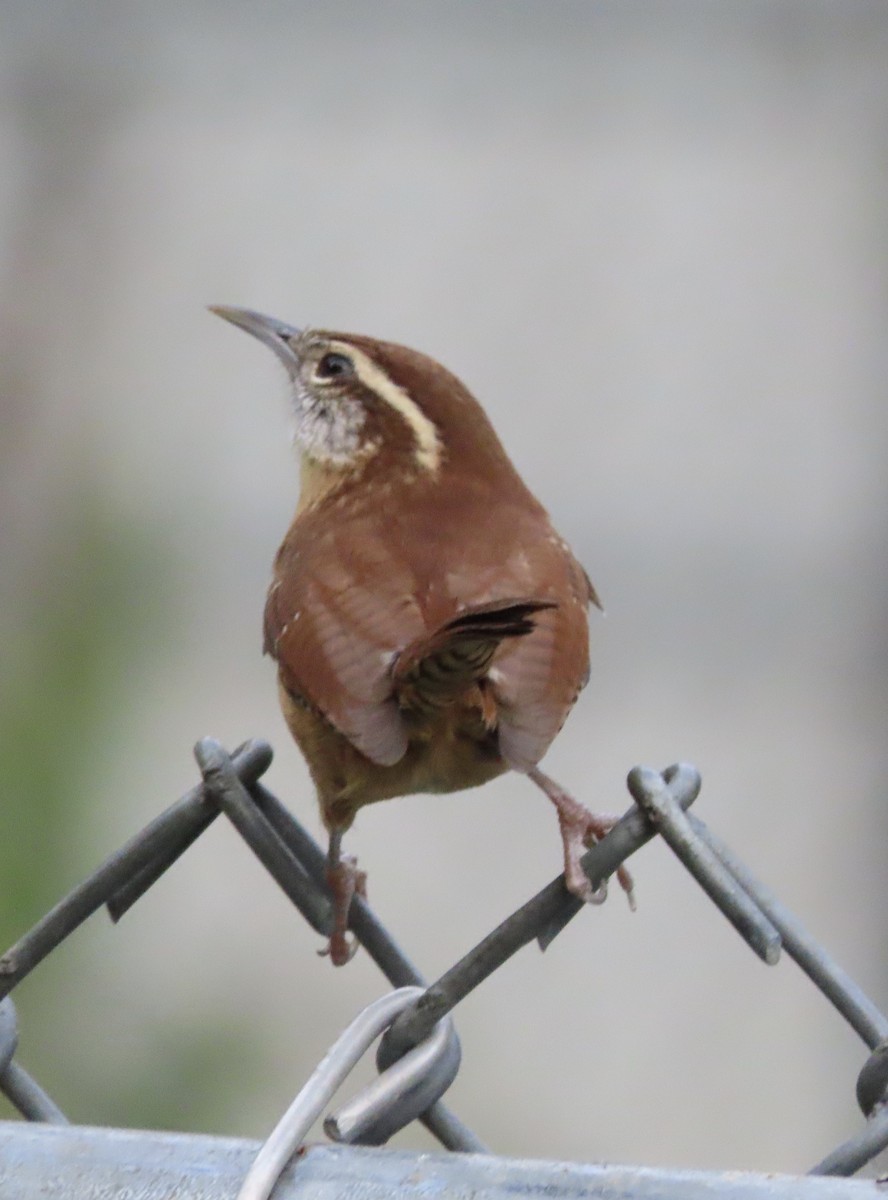 Carolina Wren - ML645424405