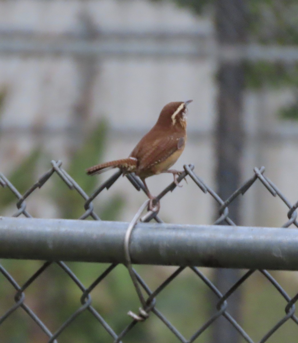 Carolina Wren - ML645424406