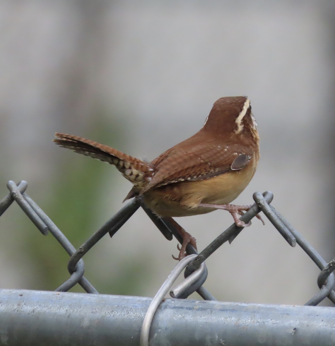 Carolina Wren - ML645424407