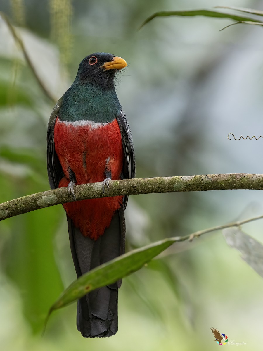 クビワオグロキヌバネドリ - ML645424412