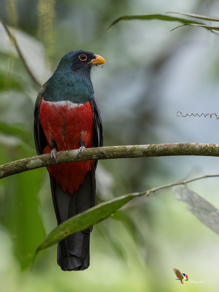 クビワオグロキヌバネドリ - ML645424413