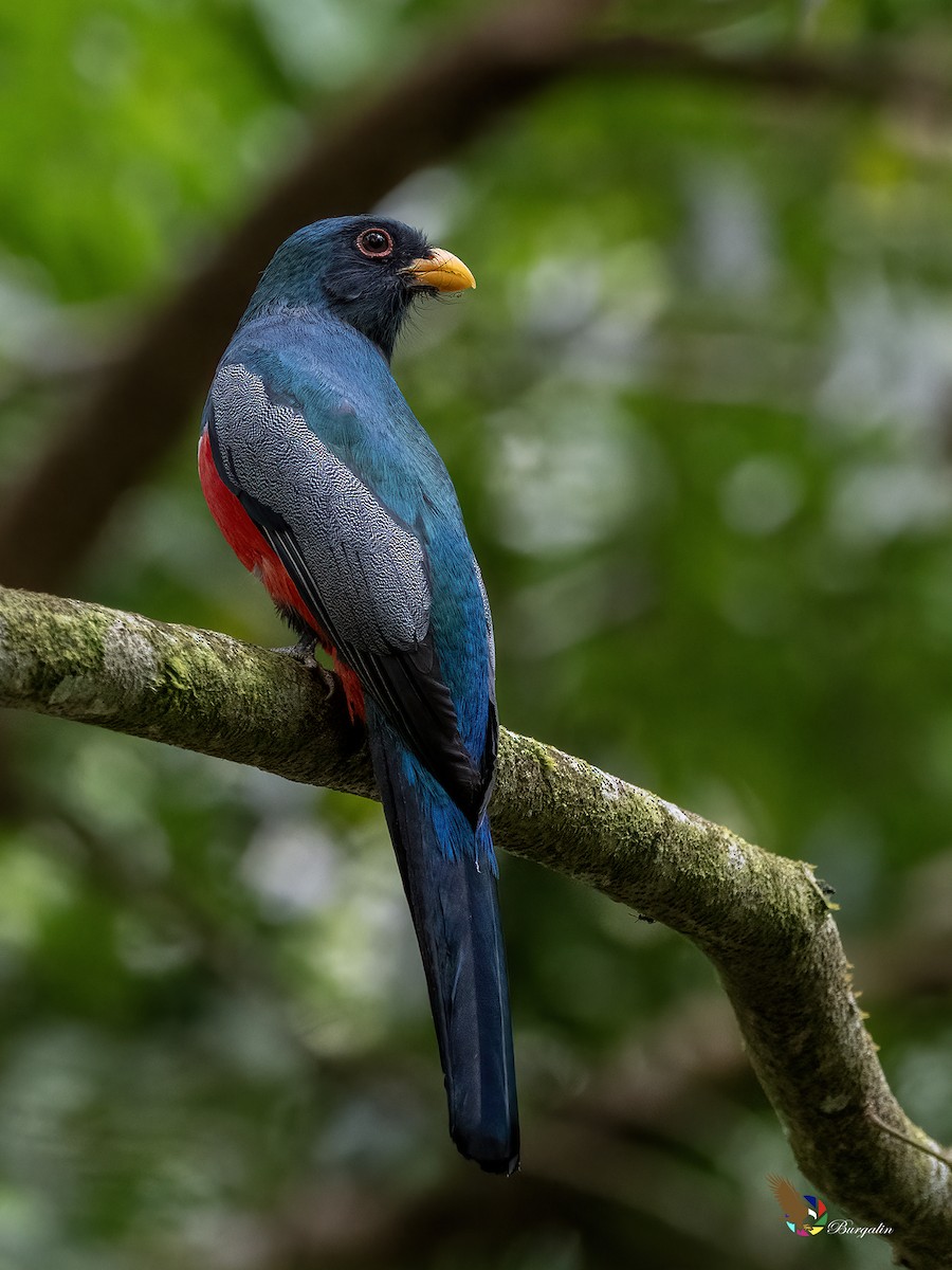 クビワオグロキヌバネドリ - ML645424414