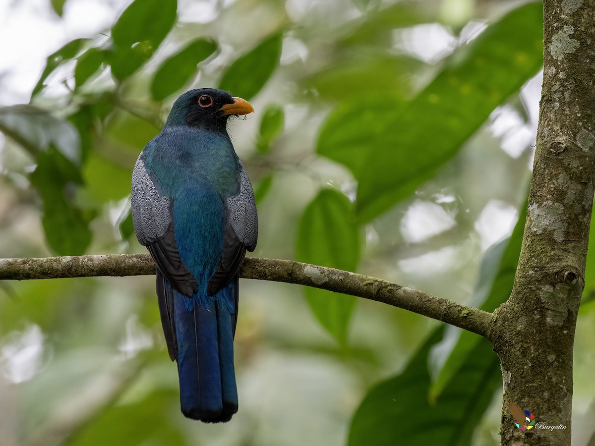 クビワオグロキヌバネドリ - ML645424415