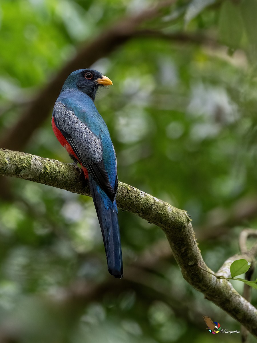 クビワオグロキヌバネドリ - ML645424416