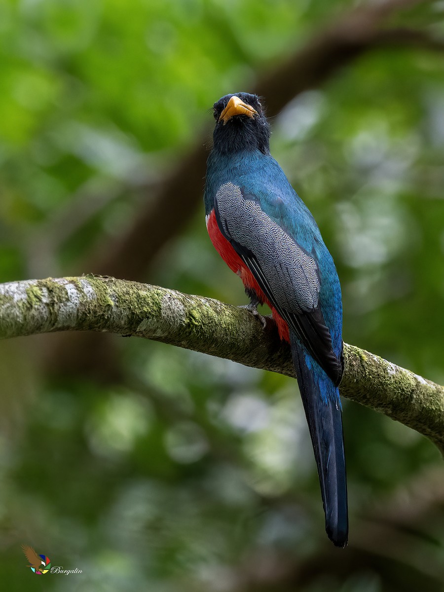 クビワオグロキヌバネドリ - ML645424417