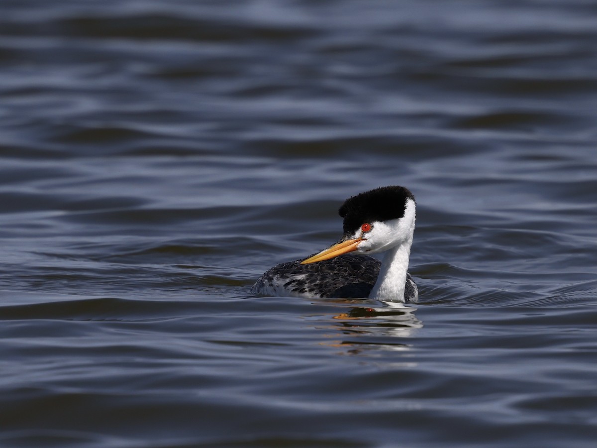 Пірникоза Кларка - ML645424419