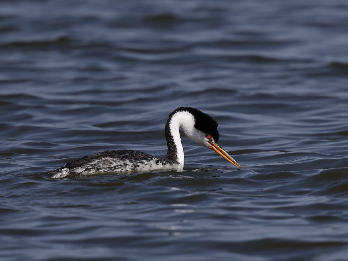 Пірникоза Кларка - ML645424420