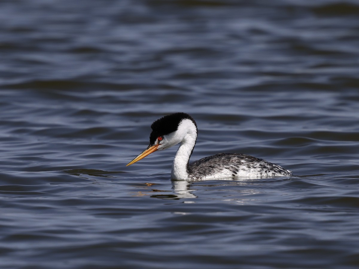 Пірникоза Кларка - ML645424422