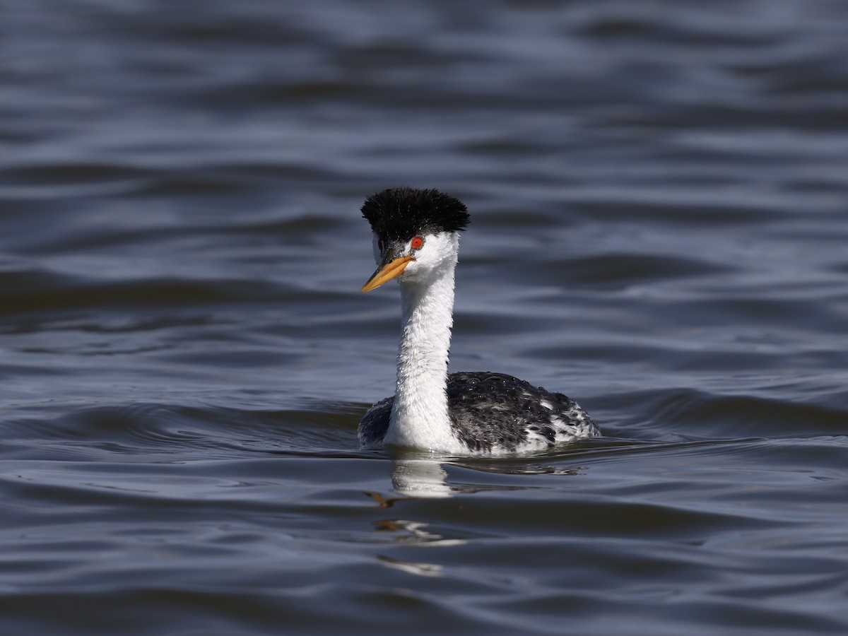 Пірникоза Кларка - ML645424423