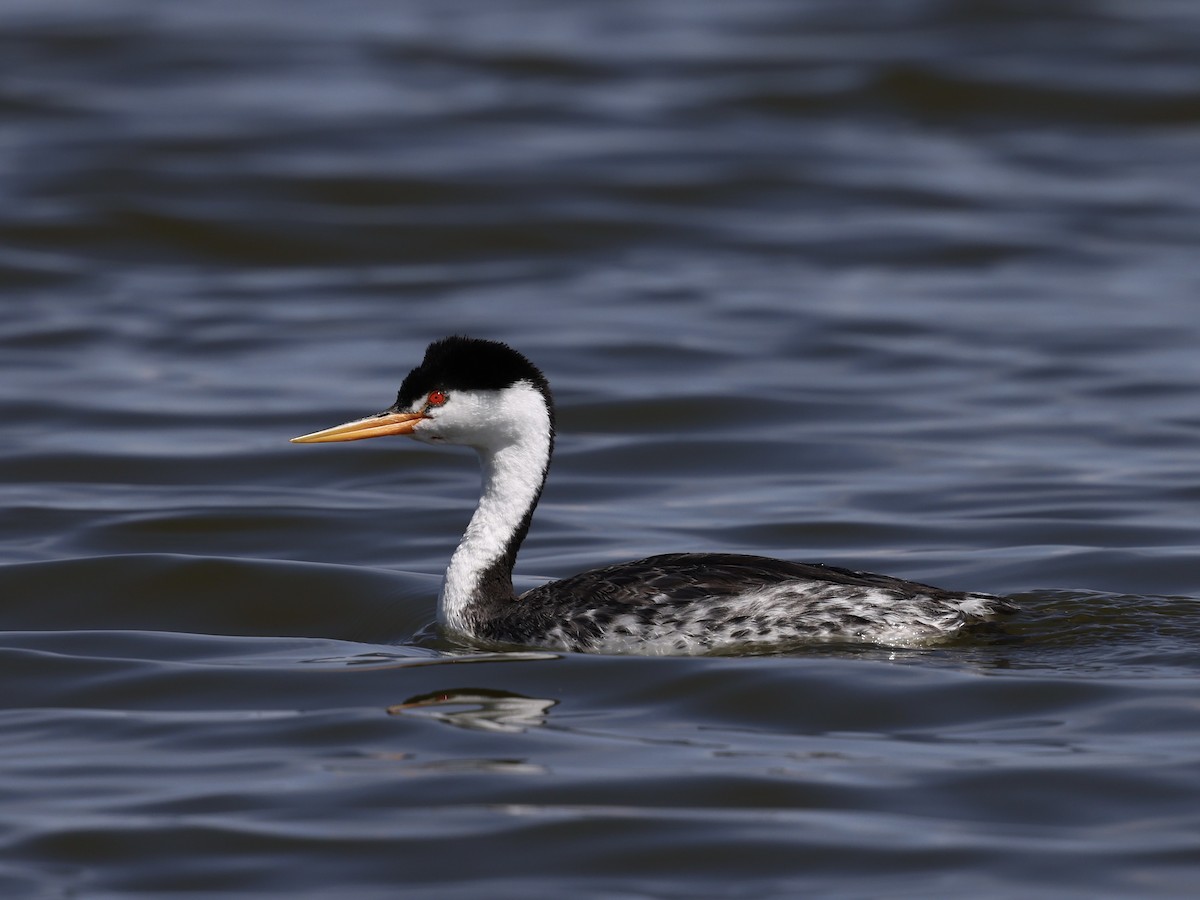 Пірникоза Кларка - ML645424425