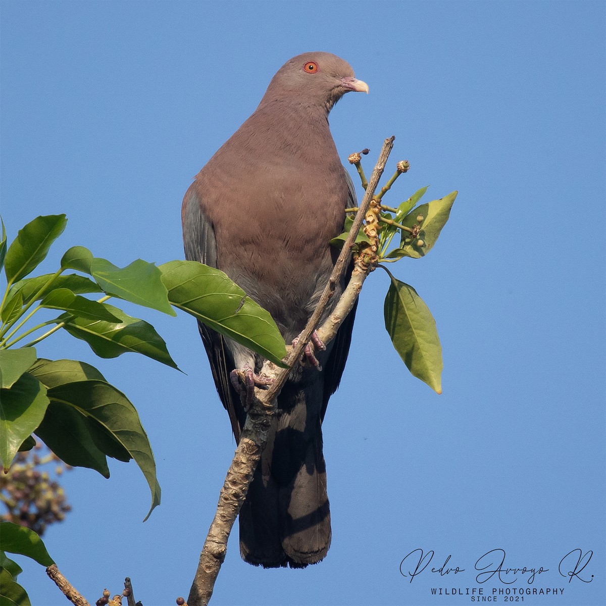 Red-billed Pigeon - ML645424428