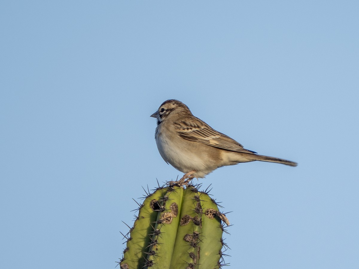 Lark Sparrow - ML645424430