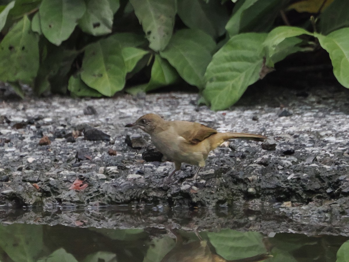 Strichelwangenbülbül - ML645424431